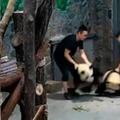 強國工作人員粗暴對待熊貓寶寶的畫面被拍到了，「又拖又丟」讓國際媒體都傻眼報導！  