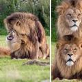 2隻公獅大咧咧「當眾抽插」，旁邊母獅看得超傻眼！