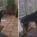 【視頻】這隻狗狗在家「練習唱歌、抖音」，好聽程度爆表！網友驚：「瑪麗亞凱莉都跪了！」