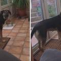 【視頻】這隻狗狗竟然會「開口唱歌還有抖音」超神，網友看了影片都驚呼「根本狗狗界瑪麗亞凱莉」！