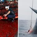 日本明明已經簽約承諾不會再捕鯨，結果現在又出海以超爛理由「捕殺177頭鯨魚」遭國際撻伐！