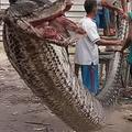 他回家途中遇到7米長大蟒蛇，上演生死大戰受傷嚴重最後贏得勝利！