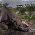 「黑犀牛被砍殺」照片獲得野生動物攝影獎冠軍，攝影師的一句話讓全世界的人都悲傷哽咽…