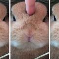 為什麼那麼多人喜歡兔子？20張萌照證明「因為小兔兔是全世界最可愛的毛茸茸生物啊」！