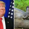 川普取消歐巴馬的禁令！他宣布美國允許象牙進口，等同於說又要有大量的大象要被屠殺！