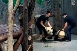 強國工作人員粗暴對待熊貓寶寶的畫面被拍到了，「又拖又丟」讓國際媒體都傻眼報導！  