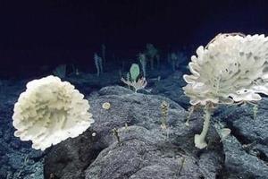 【視頻】 科學家在海底2300公尺發現一座「怪異森林」，裡頭的神秘生物讓他們驚呼「外星來的」！