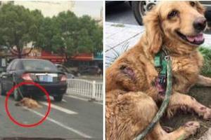 黃金獵犬被「綁在車門上拖行」全身裂開，司機稱：「不知道有狗...」