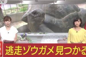 日本一隻巨龜逃脫「動物園緊張懸賞50萬」找牠，怎知2個星期後發現牠的地點讓大家都嘴角失守！