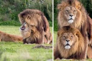 2隻公獅大咧咧「當眾抽插」，旁邊母獅看得超傻眼！