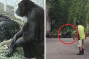 北市動物園「黑猩猩」越獄！逛園區達半個小時見「討厭的獸醫」才爬回家...(影片)