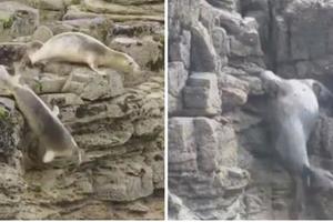 【視頻】 遊客剛好拍下「海豹集體跳崖」的影片，但是查到的真相卻不是剛好…害死牠們的就是那群遊客！
