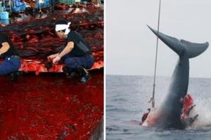 日本明明已經簽約承諾不會再捕鯨，結果現在又出海以超爛理由「捕殺177頭鯨魚」遭國際撻伐！