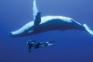 留給大海的最後溫柔…鯨魚死後「鯨落」沈沒海底，腐屍成為「海中綠洲」供海底生物存活100年！