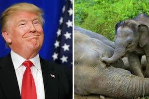 川普取消歐巴馬的禁令！他宣布美國允許象牙進口，等同於說又要有大量的大象要被屠殺！