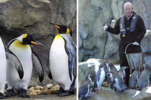 我們都搞錯了！天氣太冷動物園館長強制「帝王企鵝待在室內」不准出去，不然太危險